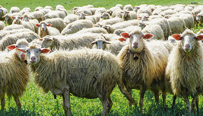 Fotografie von einer Schafherde auf einer Wiese. Die Schafe schauen in die Kamera.